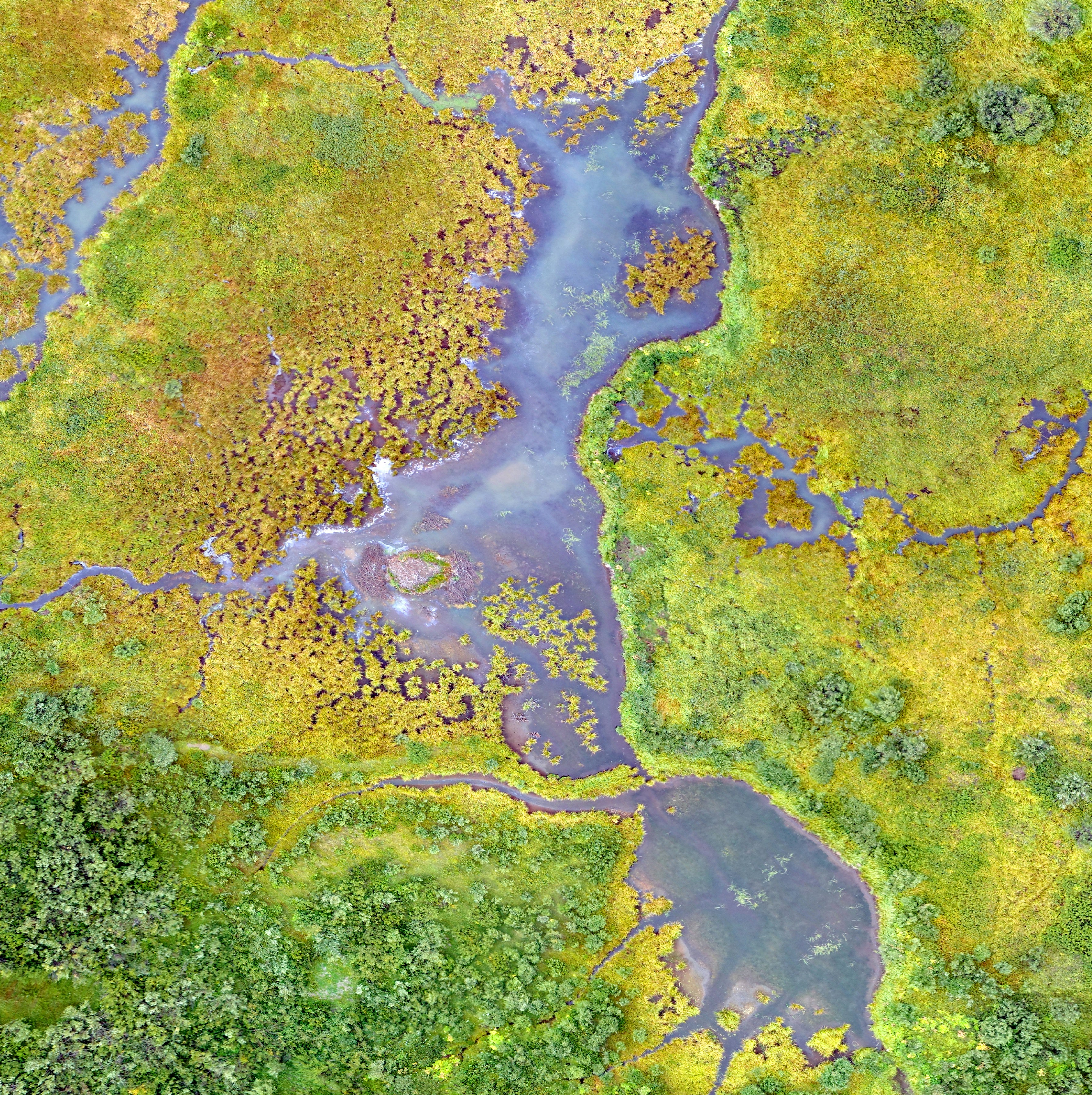 Marsh from an aerial view